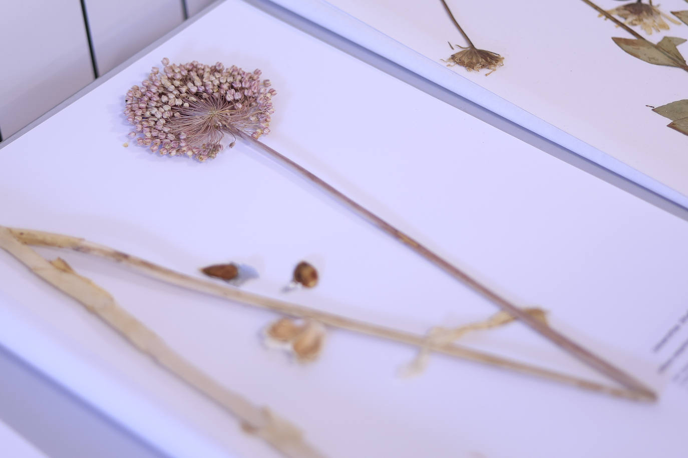 Plantas secas al servicio de la investigación