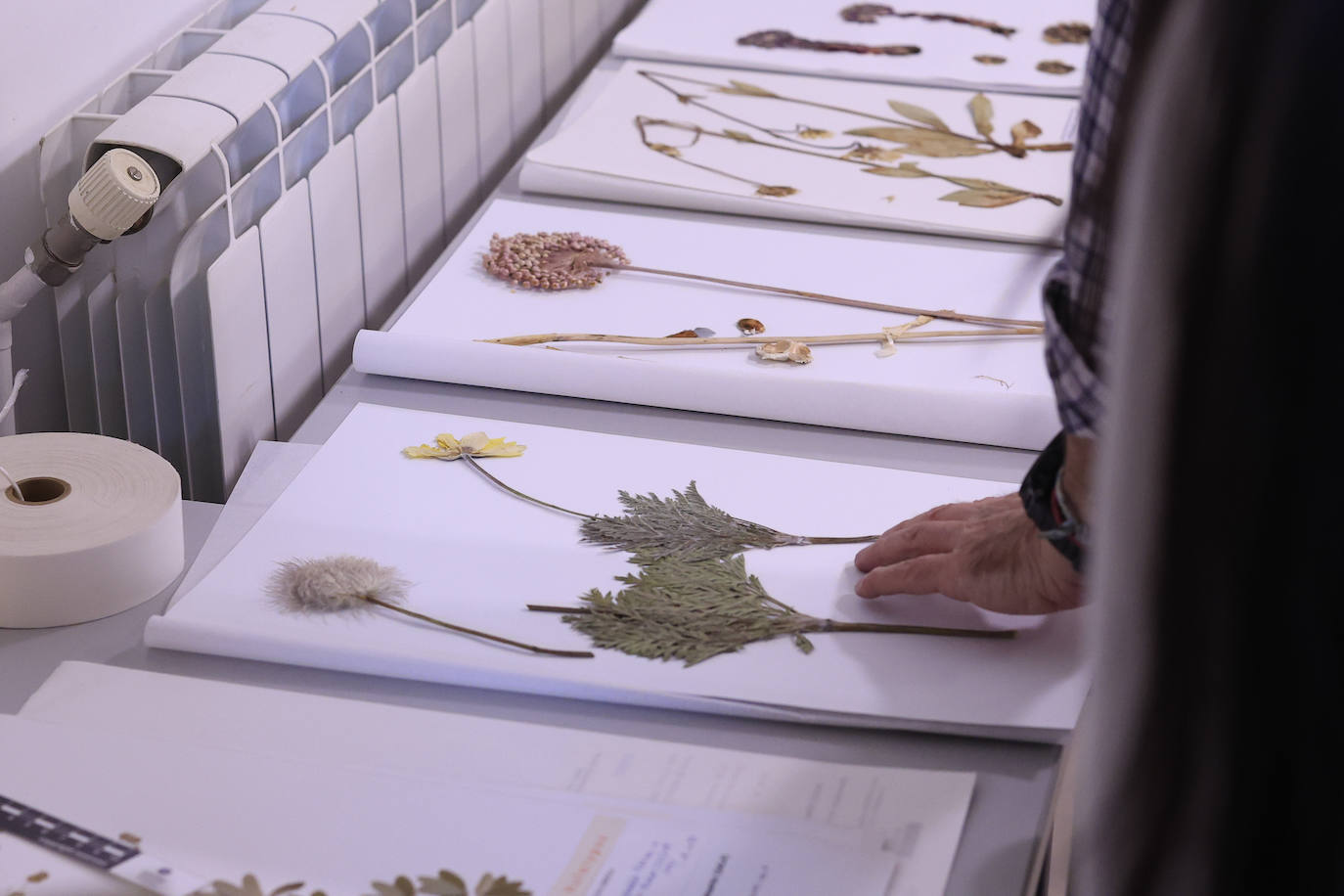 Plantas secas al servicio de la investigación