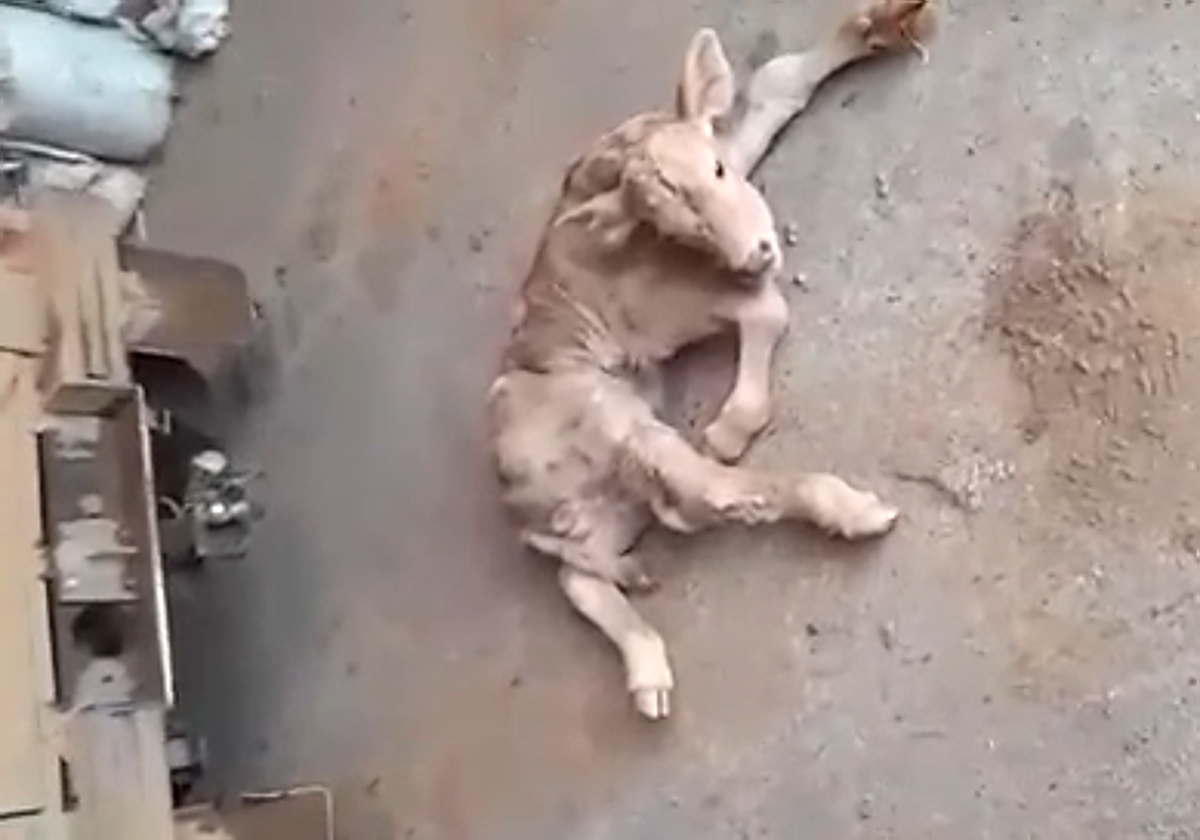 Los ganaderos siguen denunciando incesantes consecuencias ante la EHE: «estamos teniendo grandes pérdidas de producción»