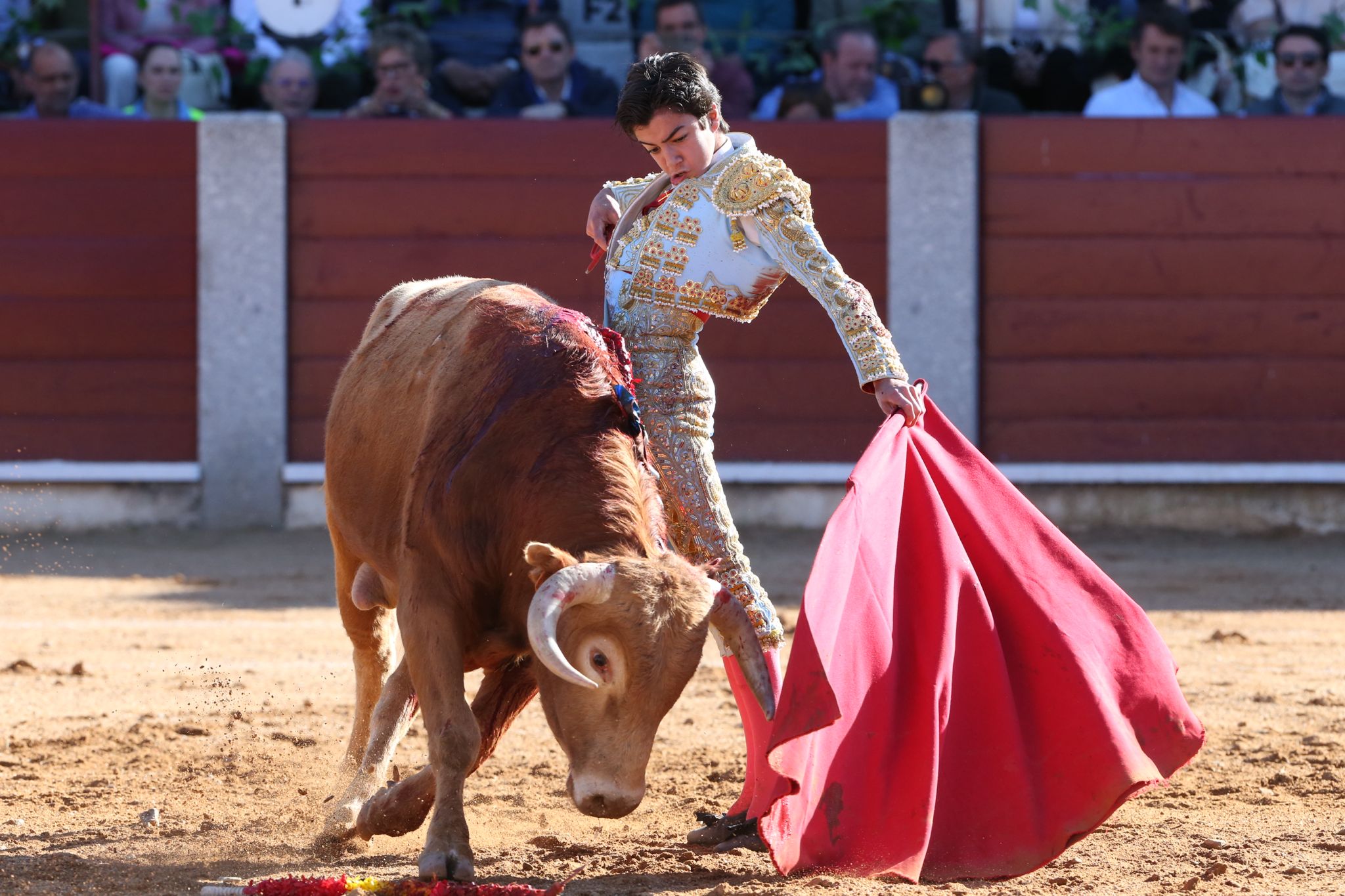 Puerta grande para Marco Pérez en una ilusionante tarde en Guijuelo