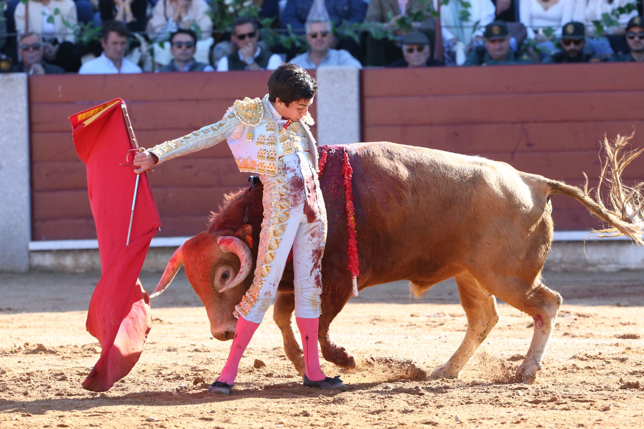 Puerta grande para Marco Pérez en una ilusionante tarde en Guijuelo