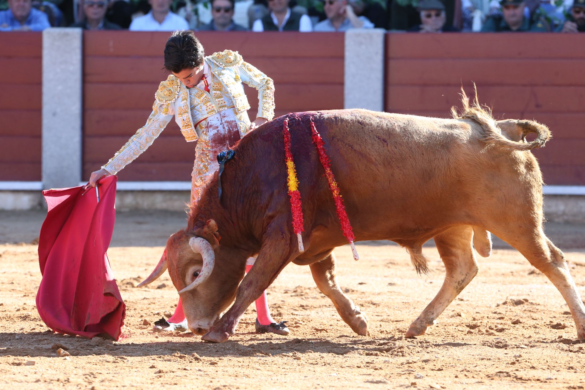 Puerta grande para Marco Pérez en una ilusionante tarde en Guijuelo