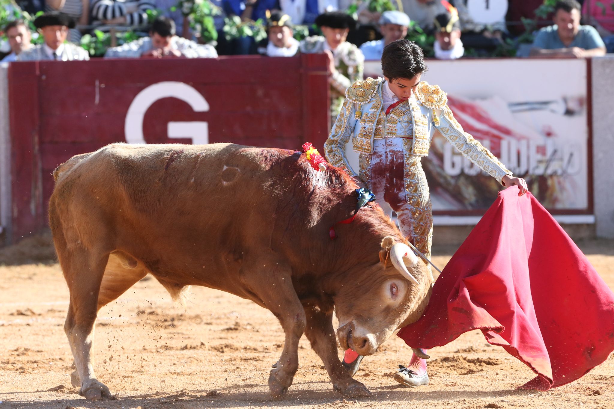 Puerta grande para Marco Pérez en una ilusionante tarde en Guijuelo