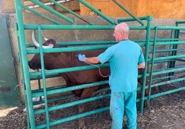 Imagen de archivo de un veterinario administrando la vacuna.