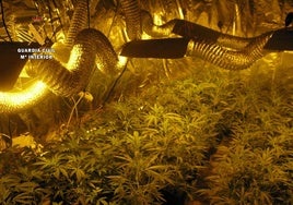 Imagen de archivo de una plantación de marihuana en el interior de una vivienda.