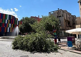 La gran rama del árbol que se vino abajo este mediodía en la Plaza del Oeste de Salamanca.