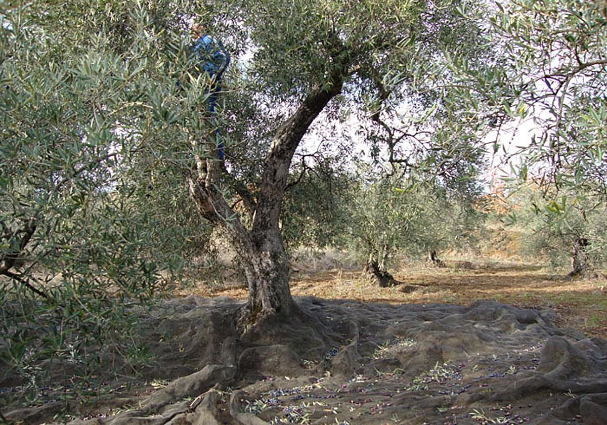 Trabajos en un olivar de Sotoserrano.