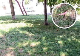 Zona ajardinada de la calle González Bustillo en la que han aparecido esta mañana trozos de salchicha.