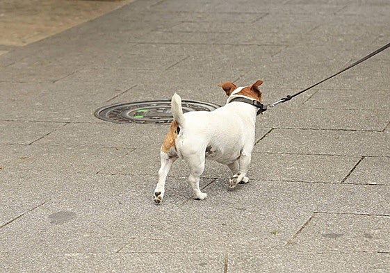 Un perro en el centro de Salamanca