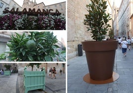 Panel floral, naranjos, una jardinera verde y los nuevos maceteros gigantes.