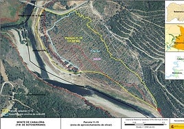 Ubicación del olivar en la localidad de Sotoserrano de Salamanca.