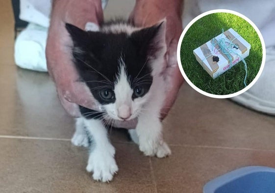El gato abandonado y a la derecha, la caja en la que fue metido.