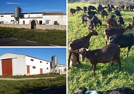 Instalaciones y ganado de la quesería de El Manzano.