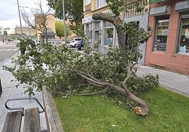Un árbol en el suelo en Salamanca por fuertes vientos en una imagen de archivo.