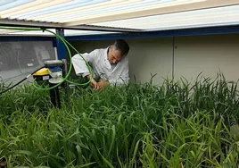 El investigador del IRNASA-CSIC Juan Arellano trabajando en un ensayo de trigo en el fitotrón.