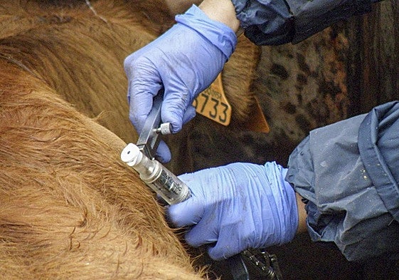 Un veterinario atiende a un animal.