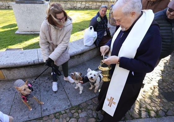Los animales de Salamanca reciben la bendición de San Antón