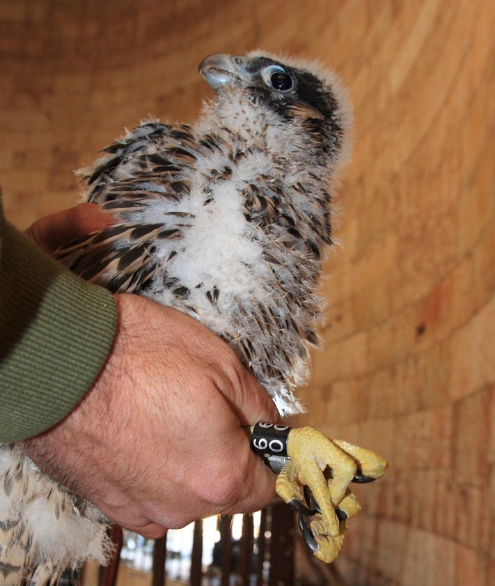 Imagen secundaria 2 - Varios pollos de halcón peregrino nacidos en la Catedral Nueva.