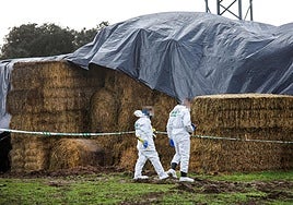 Policía científica en el lugar de los hechos, en una finca cercana a Ciudad Rodrigo.