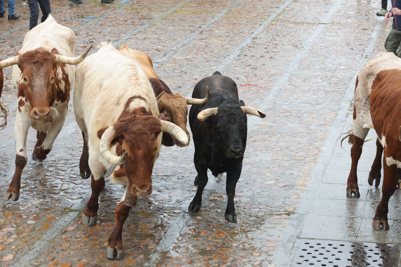 Un encierro pasado por agua en el Carnaval del Toro de Ciudad Rodrigo