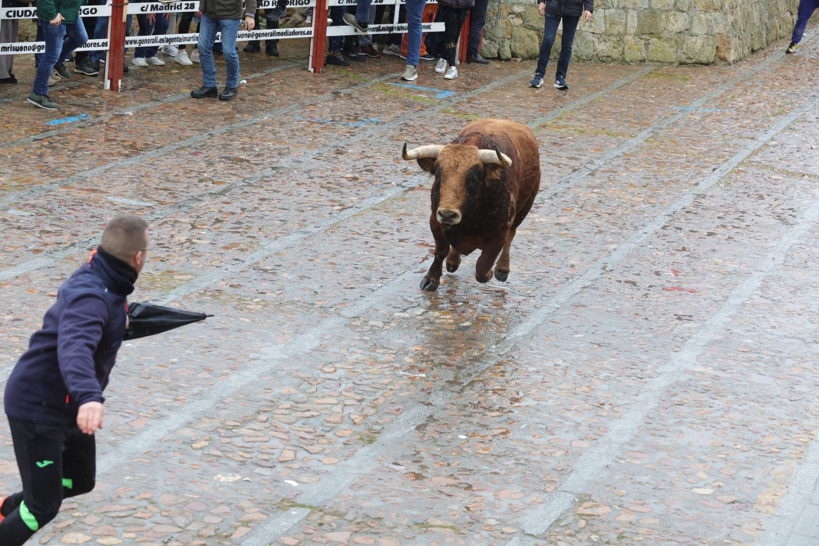 Un encierro pasado por agua en el Carnaval del Toro de Ciudad Rodrigo
