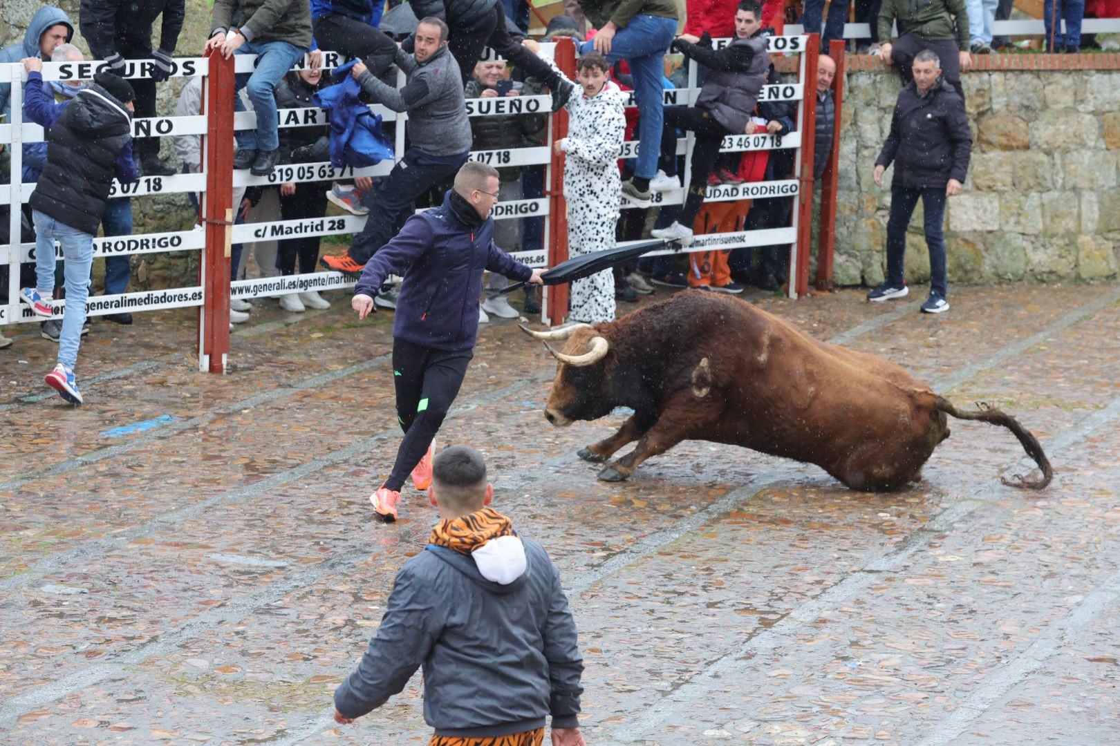 Un encierro pasado por agua en el Carnaval del Toro de Ciudad Rodrigo