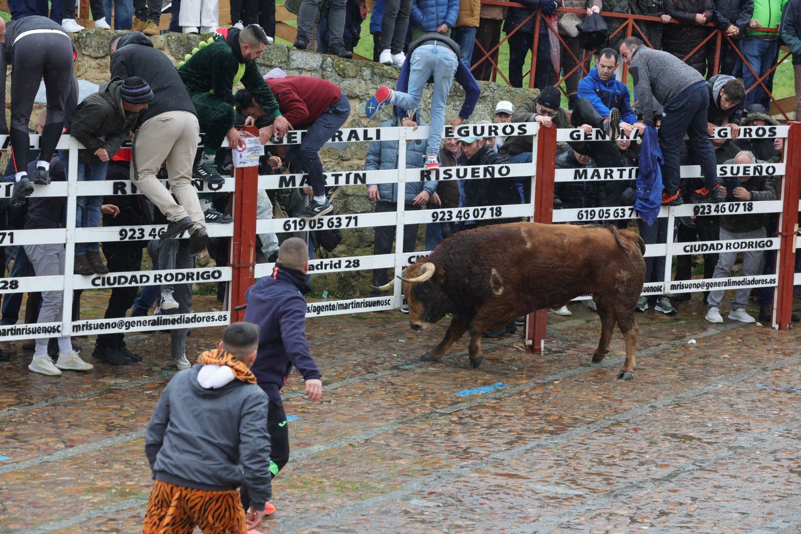 Un encierro pasado por agua en el Carnaval del Toro de Ciudad Rodrigo