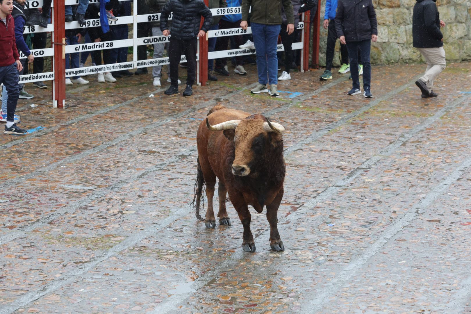 Un encierro pasado por agua en el Carnaval del Toro de Ciudad Rodrigo