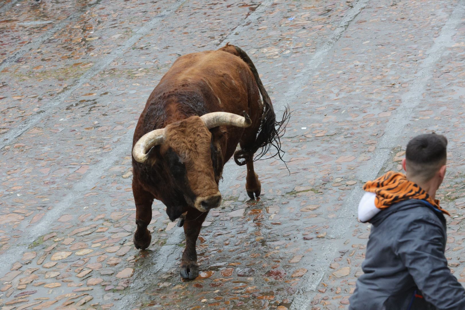 Un encierro pasado por agua en el Carnaval del Toro de Ciudad Rodrigo