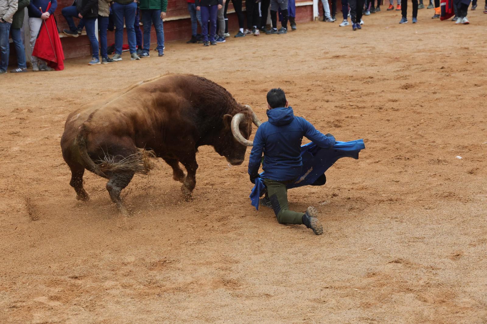 Un encierro pasado por agua en el Carnaval del Toro de Ciudad Rodrigo