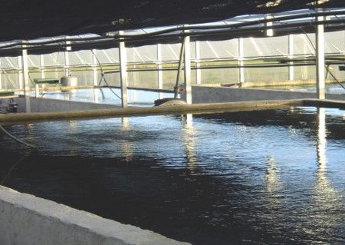 Imagen secundaria 1 - El negocio en venta en un pueblo de Salamanca para criar un pescado de reyes