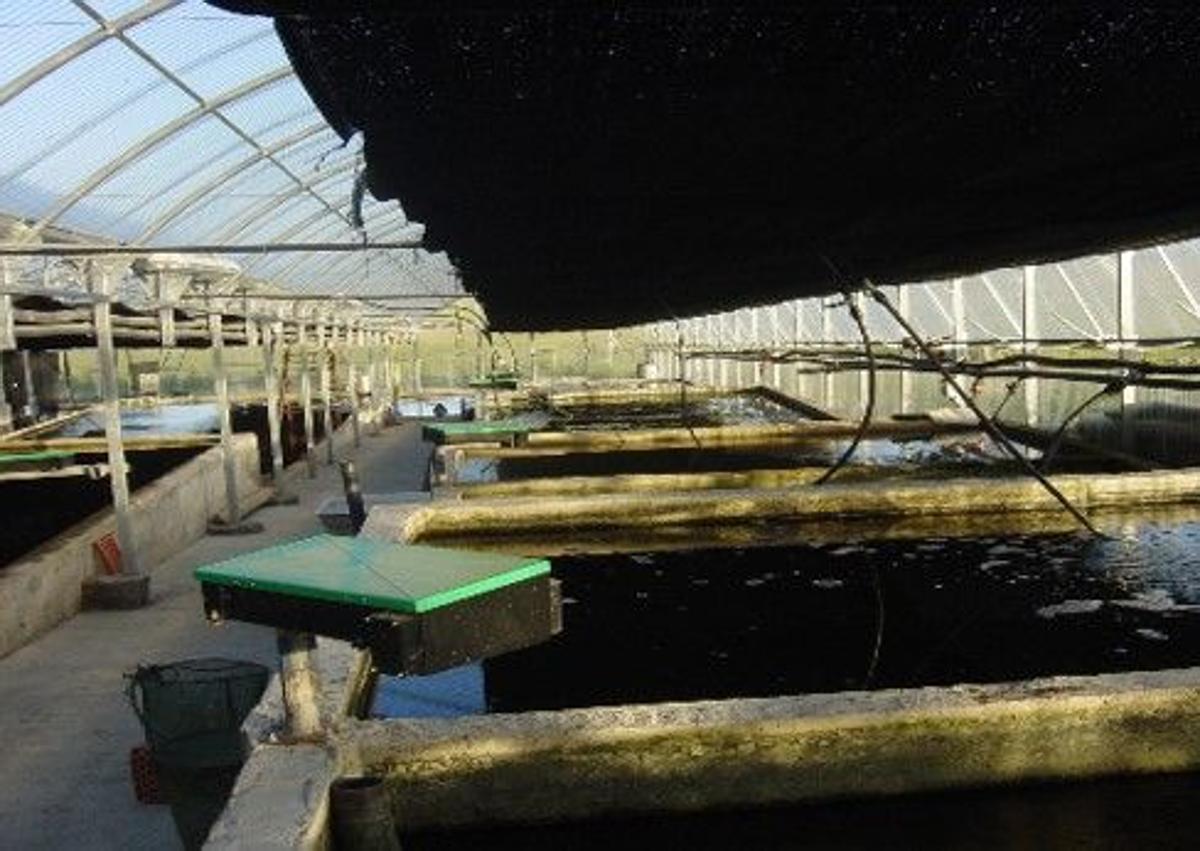 Imagen secundaria 1 - El negocio en venta en un pueblo de Salamanca para criar un pescado de reyes
