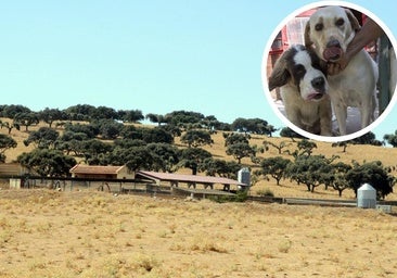 El centro de protección animal de la Diputación tendrá quirófano y placas radiantes para 116 perros