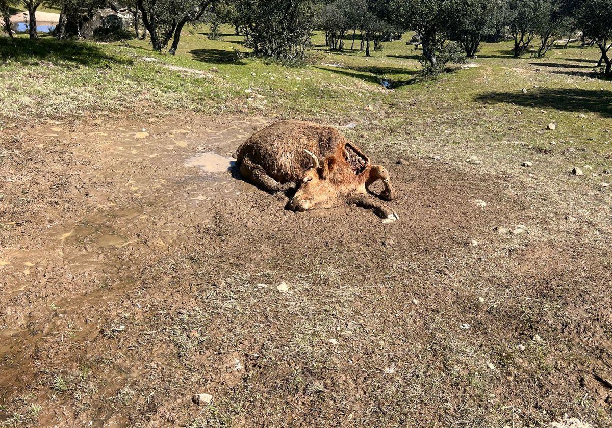 Salamanca sufre el cuarto ataque de buitres en menos de un mes en la provincia