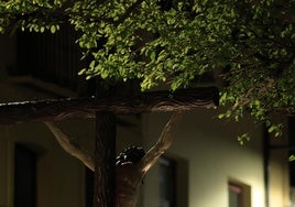 El paso golpea un árbol.
