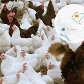 La granja de récord en un pueblo de Salamanca con capacidad para 63.000 gallinas
