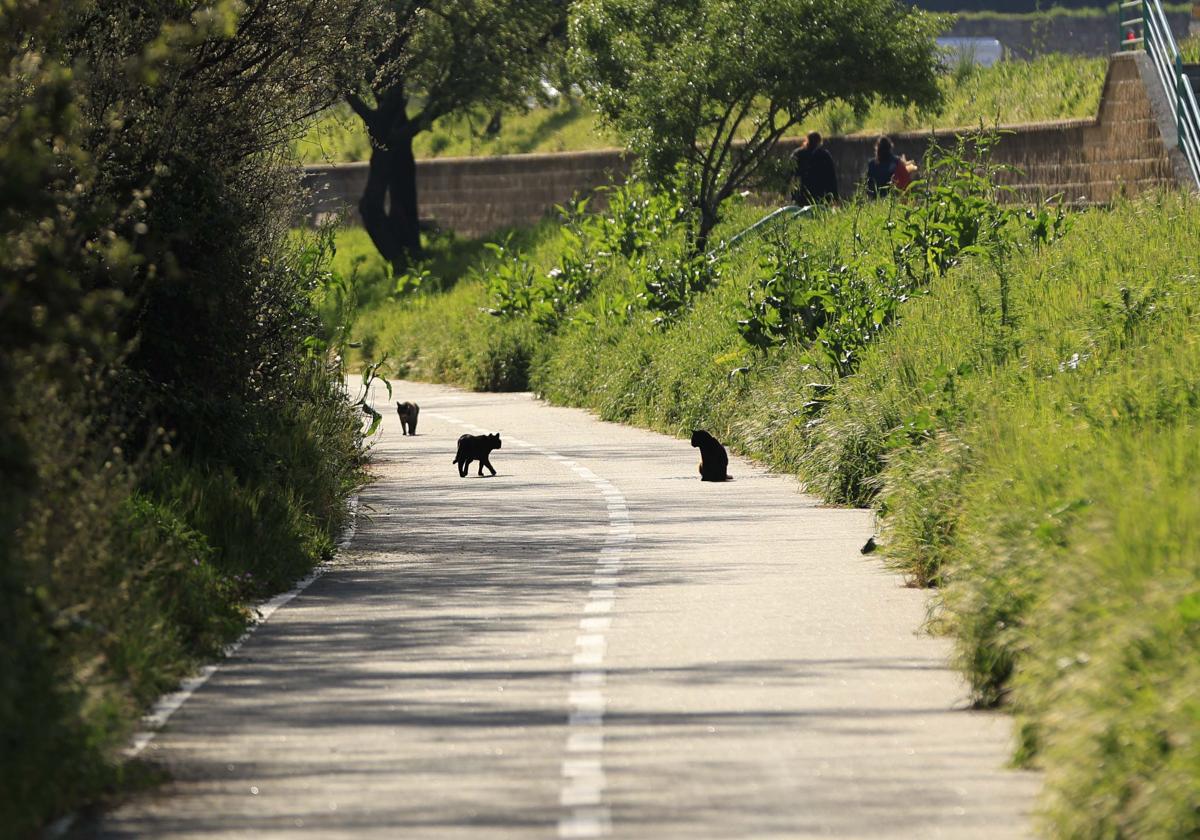 El lado oculto de las colonias de gatos: una amenaza silenciosa para la biodiversidad