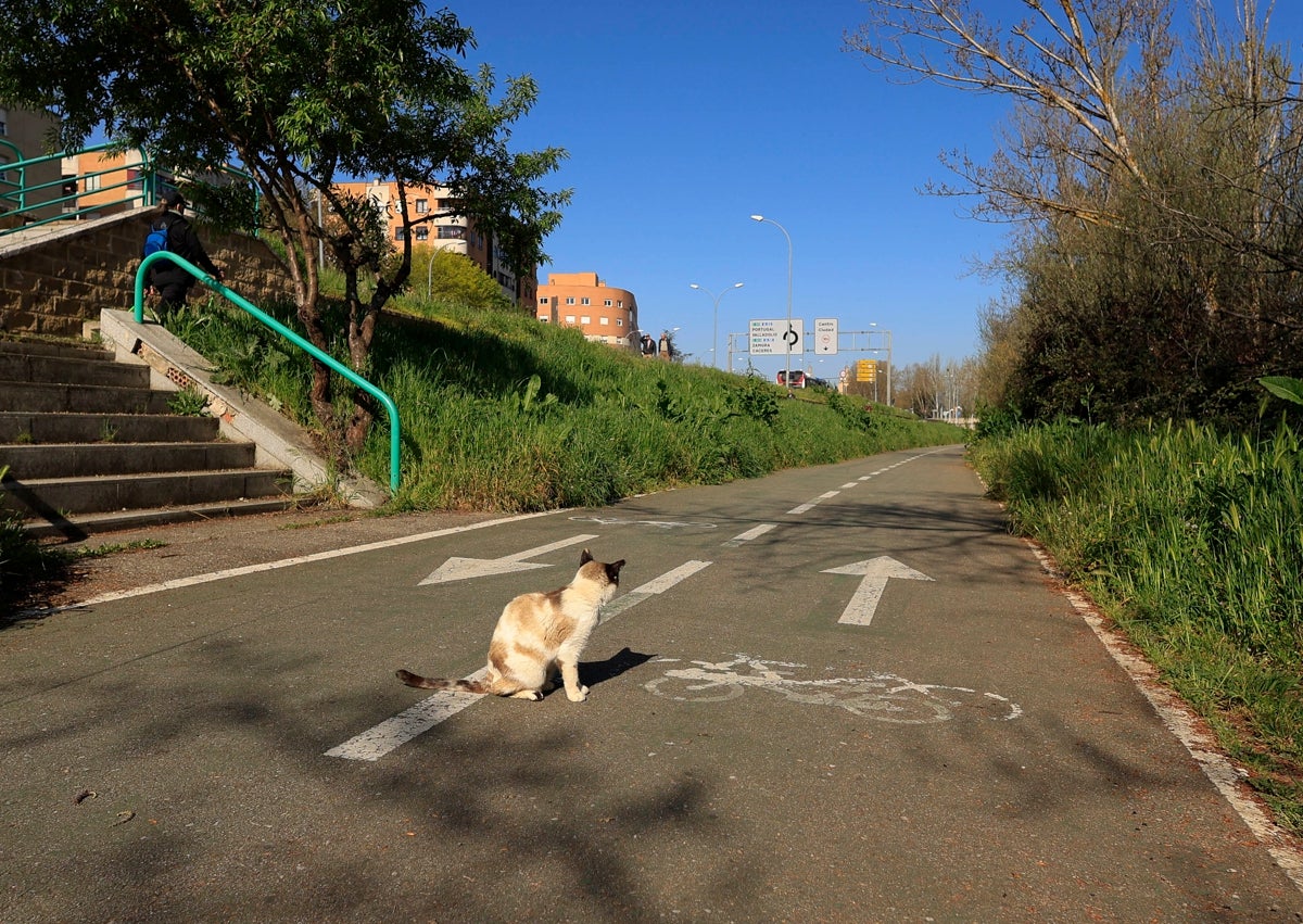 Imagen secundaria 1 - Por qué Salamanca es una «fábrica de gatos» y abandonarlos en la calle amenaza la biodiversidad