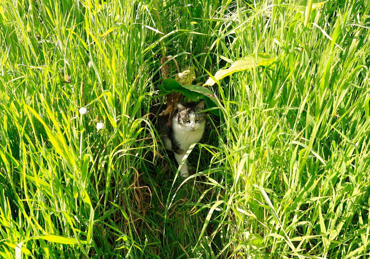 Imagen principal - Por qué Salamanca es una «fábrica de gatos» y abandonarlos en la calle amenaza la biodiversidad