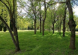 Árboles en el monte público de La Aldehuela.