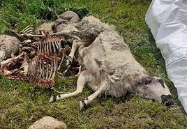 Oveja muerta por ataque de un lobo.