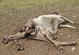 Una vaca y su cría, atacadas y muertas por ataques de buitres.