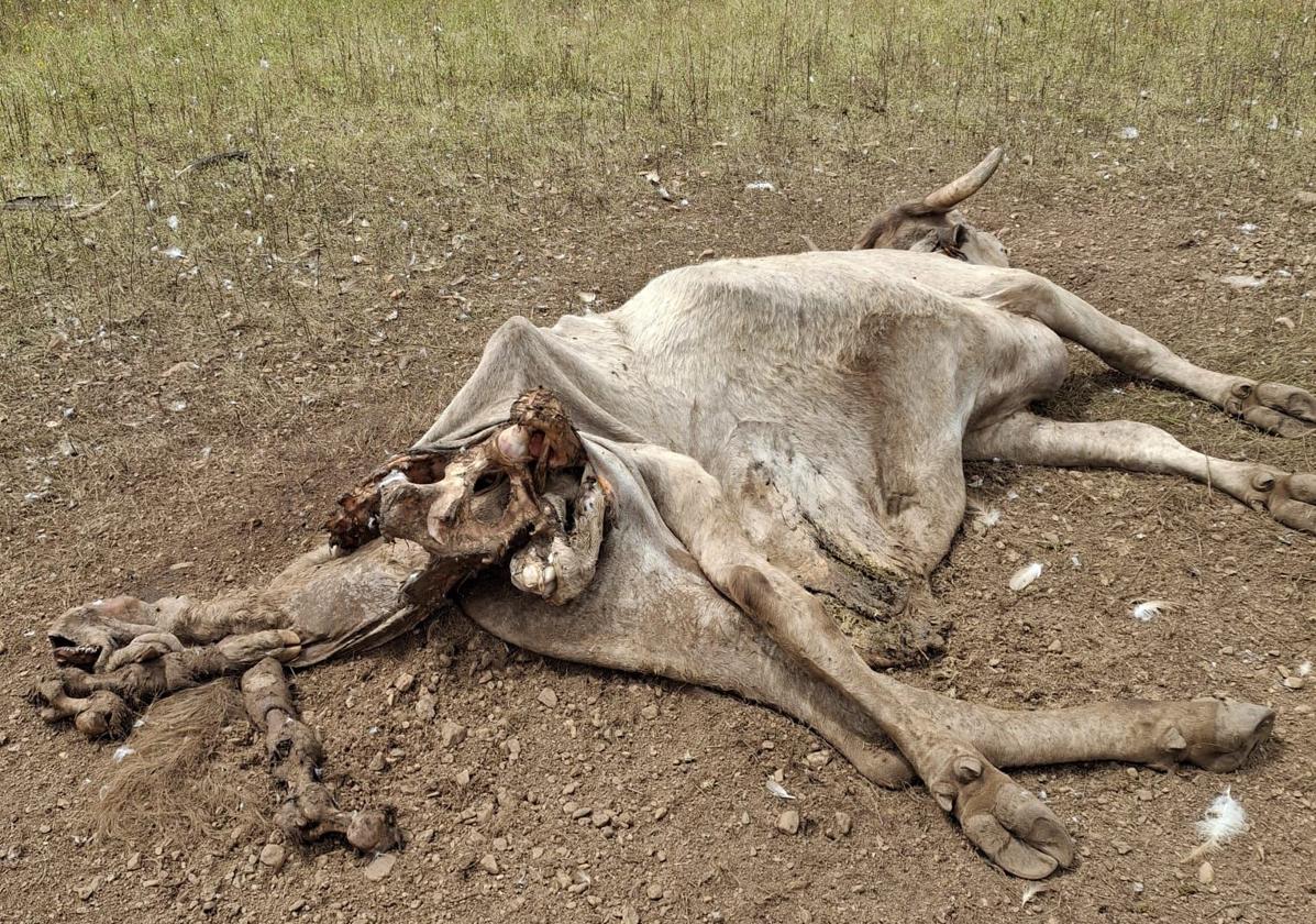 ASAJA denuncia nuevos ataques de buitres en Salamanca