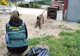 Perro peligroso que atacó a una menor en Tudela de Duero (Valladolid) en una imagen de archivo.