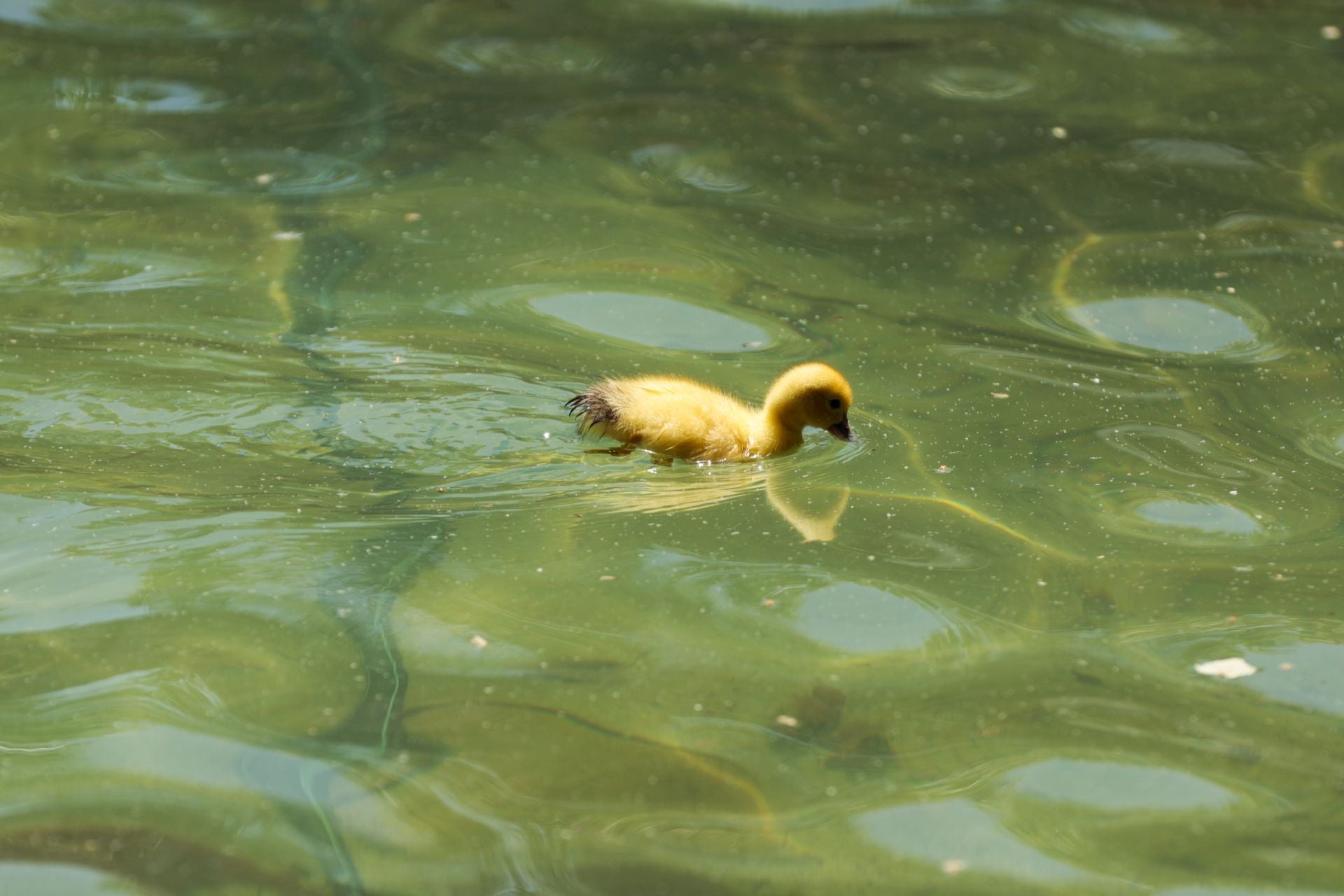 La nueva familia de patos en La Alamedilla