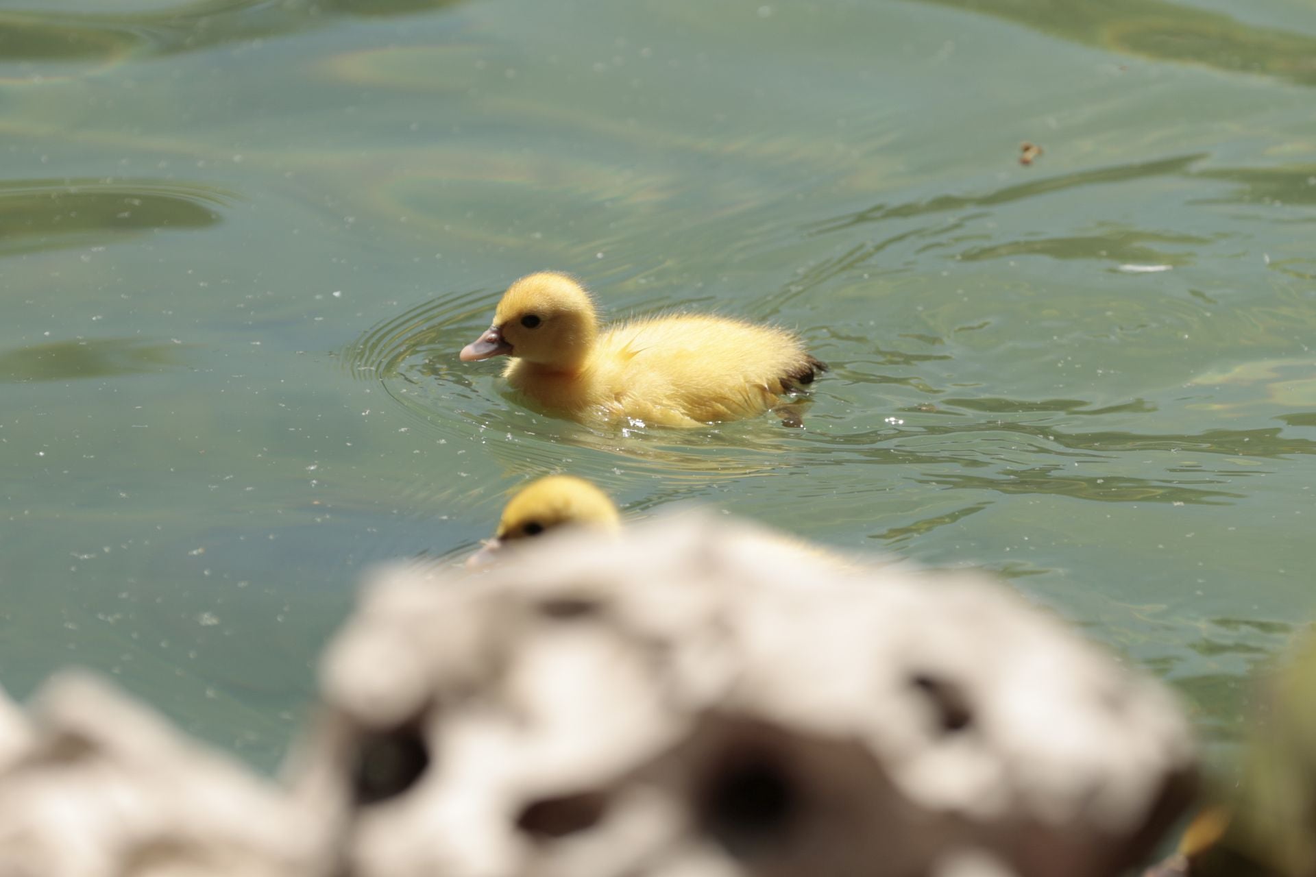 La nueva familia de patos en La Alamedilla