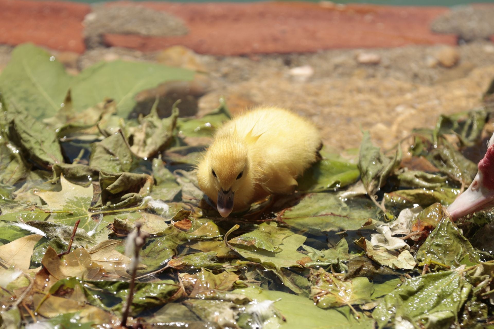 La nueva familia de patos en La Alamedilla