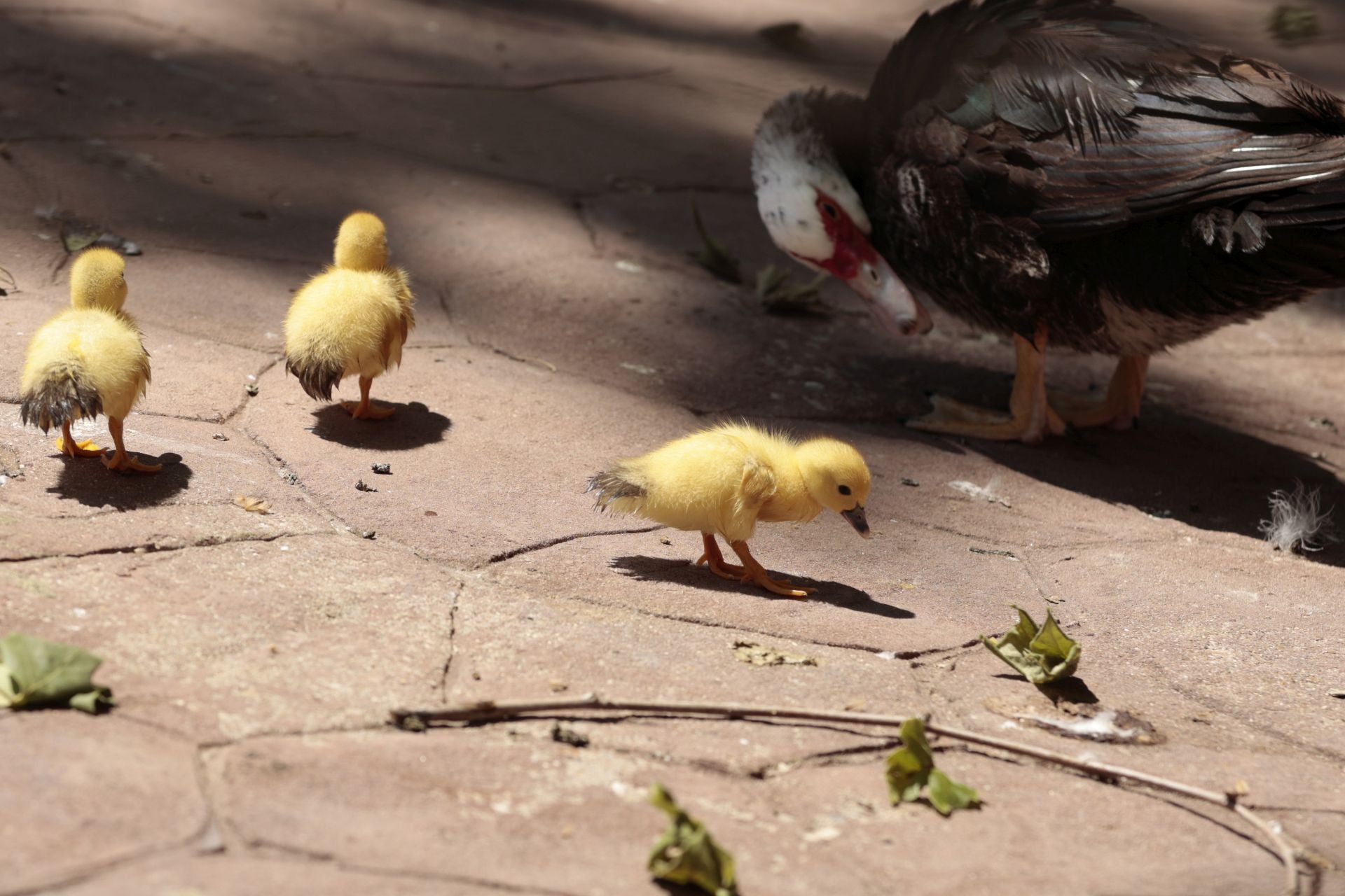 La nueva familia de patos en La Alamedilla
