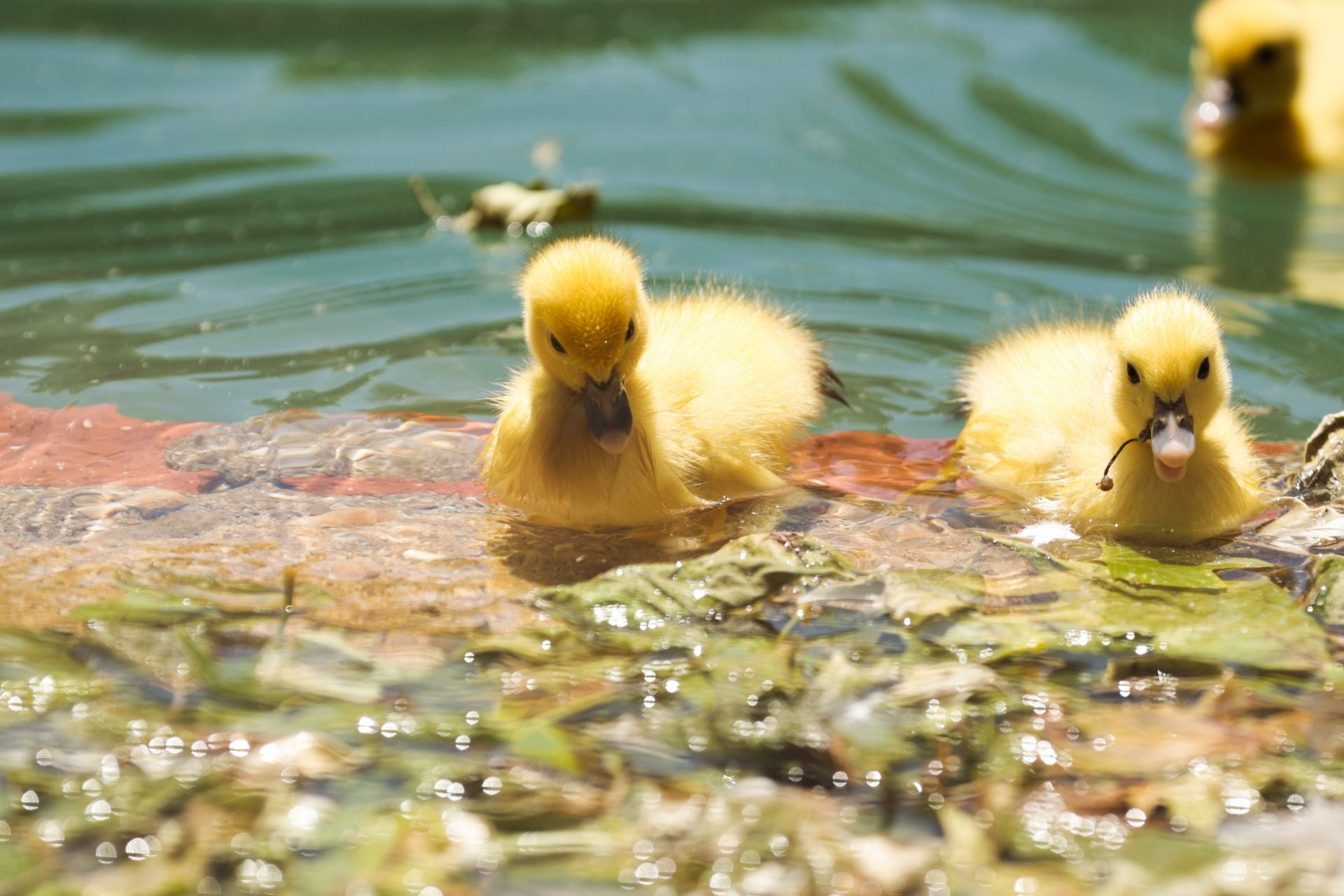 La nueva familia de patos en La Alamedilla