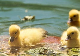 La nueva familia de patos en La Alamedilla
